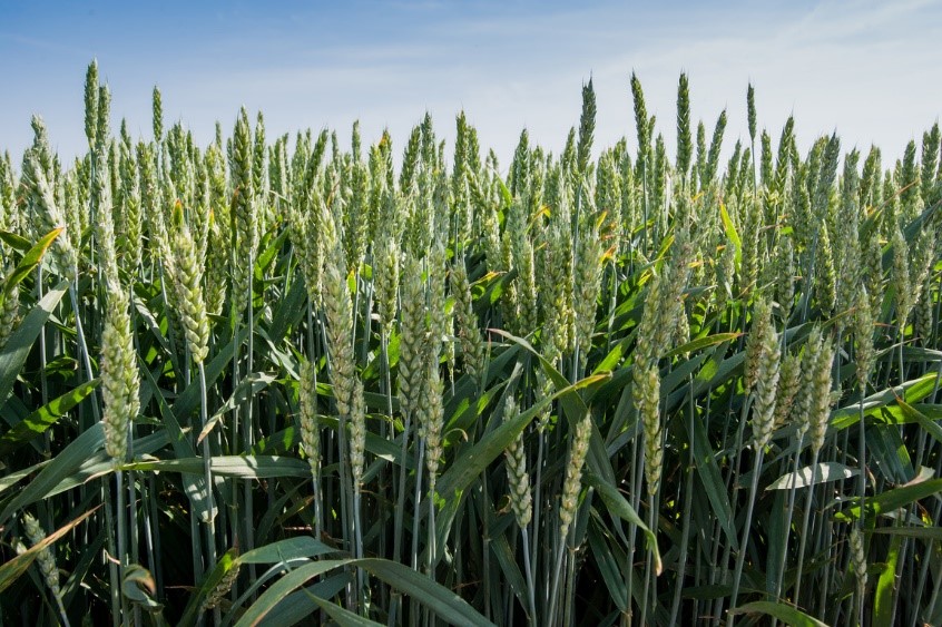 Чому топові агрокомпанії України обирають сильну генетику сортів озимої пшениці RAGT