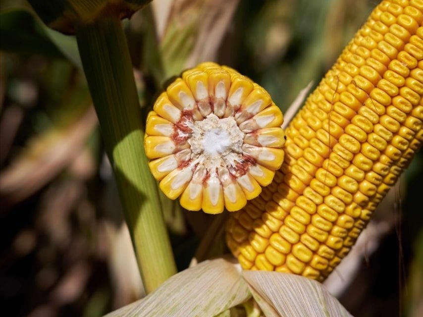 Стабільні, пластичні, високоврожайні — гібриди кукурудзи, які не підведуть у стресових умовах