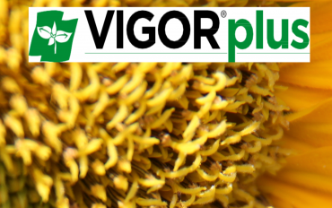 VIGORplus - гібриди соняшнику